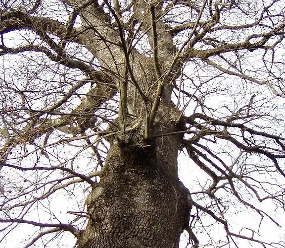 בית חווה All'antico Silbule