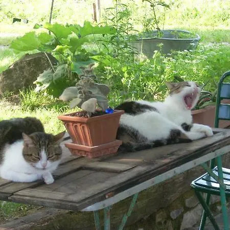 All'antico Silbule Capolona