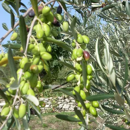 All'antico Silbule